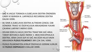 • SAĞ N.VAGUS TORAKSA A.SUBCLAVIA DEXTRA ÖNÜNDEN
GIRER VE BURADA N. LARYNGEUS RECURRENS DEXTRA
DALINI VERIR.
• BU SINIR A.SUBCLAVIA DEXTRA ALTINDAN ÇENGEL GIBI
DÖNEREK TRAKE VE ÖSOFAGUSUN ARKASINDAN YUKARI
ÇIKARAK LARYNX’I INERVE EDER.
• DEVAM EDEN N.VAGUS DEXTRA TRAKE’NIN SAĞ ARKA
TARAFI BOYUNCA AŞAĞI INEREK V. BRACHIOCEPHALICA
DEXTRA, VENA CAVA SUP.VE SAĞ AKCIĞER HILUS’UNUN
ARKASINDA PLEXUS PULMONIS’E BIR ÇOK DAL VERIR.
• PLEXUS PULMONISTEN AYRILIP ÖSOFAGUS ÜZERINE ILERLER
VE PLEXUS OSEPHAGUS’A DALLAR VERIR.
 