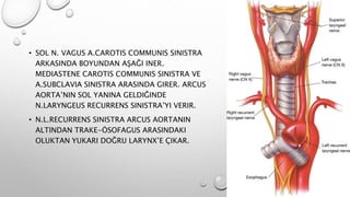 • SOL N. VAGUS A.CAROTIS COMMUNIS SINISTRA
ARKASINDA BOYUNDAN AŞAĞI INER.
MEDIASTENE CAROTIS COMMUNIS SINISTRA VE
A.SUBCLAVIA SINISTRA ARASINDA GIRER. ARCUS
AORTA’NIN SOL YANINA GELDIĞINDE
N.LARYNGEUS RECURRENS SINISTRA’YI VERIR.
• N.L.RECURRENS SINISTRA ARCUS AORTANIN
ALTINDAN TRAKE-ÖSOFAGUS ARASINDAKI
OLUKTAN YUKARI DOĞRU LARYNX’E ÇIKAR.
 