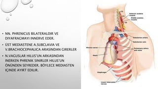 • NN. PHRENICUS BILATERALDIR VE
DIYAFRAGMAYI INNERVE EDER.
• ÜST MEDIASTENE A.SUBCLAVIA VE
V.BRACHIOCEPHALICA ARASINDAN GIRERLER
• N.VAGUSLAR HILUS’UN ARKASINDAN
INERKEN PHRENIK SINIRLER HILUS’UN
ÖNÜNDEN SEYREDER. BÖYLECE MEDIASTEN
IÇINDE AYIRT EDILIR.
 
