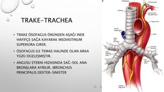 TRAKE-TRACHEA
• TRAKE ÖSOFAGUS ÖNÜNDEN AŞAĞI INER
HAFIFÇE SAĞA KAYARAK MEDIASTINUM
SUPERIORA GIRER.
• ÖSOFAGUS ILE TEMAS HALINDE OLAN ARKA
YÜZÜ DÜZLEŞMIŞTIR.
• ANGUSU STERNI HIZASINDA SAĞ-SOL ANA
BRONŞLARA AYRILIR. (BRONCHUS
PRINCIPALIS DEXTER-SINISTER
 