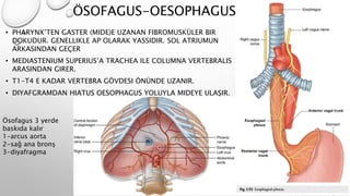 ÖSOFAGUS-OESOPHAGUS
• PHARYNX’TEN GASTER (MIDE)E UZANAN FIBROMUSKÜLER BIR
DOKUDUR. GENELLIKLE AP OLARAK YASSIDIR. SOL ATRIUMUN
ARKASINDAN GEÇER
• MEDIASTENIUM SUPERIUS’A TRACHEA ILE COLUMNA VERTEBRALIS
ARASINDAN GIRER.
• T1-T4 E KADAR VERTEBRA GÖVDESI ÖNÜNDE UZANIR.
• DIYAFGRAMDAN HIATUS OESOPHAGUS YOLUYLA MIDEYE ULAŞIR.
Ösofagus 3 yerde
baskıda kalır
1-arcus aorta
2-sağ ana bronş
3-diyafragma
 