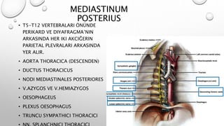 MEDIASTINUM
POSTERIUS
• T5-T12 VERTEBRALARI ÖNÜNDE
PERIKARD VE DIYAFRAGMA’NIN
ARKASINDA HER IKI AKCIĞERIN
PARIETAL PLEVRALARI ARKASINDA
YER ALIR.
• AORTA THORACICA (DESCENDEN)
• DUCTUS THORACICUS
• NODI MEDIASTINALES POSTERIORES
• V.AZYGOS VE V.HEMIAZYGOS
• OESOPHAGEUS
• PLEXUS OESOPHAGUS
• TRUNCU SYMPATHICI THORACICI
 