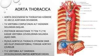 AORTA THORACICA
• AORTA DESCENDENS’IN THORAXTAKI KISMIDIR
VE ARCUS AORTANIN DEVAMIDIR.
• T4 VERTEBRA CORPUS’UNUN ALT HIZASININ
SOLUNDAN BAŞLAR.
• POSTERIOR MEDIASTENDE T5’TEN T12’YE
KADAR VERTEBRA GÖVDELERININ SOLUNDA
AŞAĞI INER.
• PLEXUS AORTICUS THORACIS OTONOM SINIR
AĞI OLUP (PARAVERTEBRAL) TORASIK AORTAYI
ÇEVRELER
• T12 VERTEBRA ALT SINIRINDA
DIYAGRAGMANIN HIATUS AORTICUS’UNDAN
 