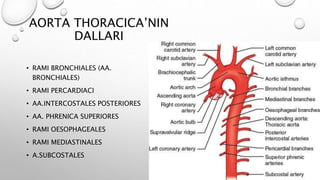 AORTA THORACICA’NIN
DALLARI
• RAMI BRONCHIALES (AA.
BRONCHIALES)
• RAMI PERCARDIACI
• AA.INTERCOSTALES POSTERIORES
• AA. PHRENICA SUPERIORES
• RAMI OESOPHAGEALES
• RAMI MEDIASTINALES
• A.SUBCOSTALES
 