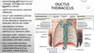 DUCTUS
THORACICUS
• MEDIASTINUM POSTERIUS’TA ALT
TORAKAL VERTEBRA ÖN YÜZLERI
BOYUNCA UZANIR
• VÜCUTTAKI EN BÜYÜK LENFATIK
KANALDIR.
• VÜCUT LENF AKIMININ ÇOĞUNU
TAŞIR (ALT EKSTREMITE,
PELVIS,ABDOMEN,TORAKSIN SOL
KISMI,BAŞ-BOYUN SOL KISMI)
• ABDOMENDE CISTERNA
CHYLII’DEN BAŞLAR HIATUS
AORTICUS ILE TORAKSA GIRER
• SOLUNDA AORT, SAĞINDA VENA
AZYGOS, ÖNÜNDE ÖSOPHAGUS,
ARKASINDA VERTEBRA VARDIR.
• SOL V.JUGULARIS INTERNA-
SUBCLAVIAN VEN BIRLEŞIM YERI-
V.BRACHIOCEPHALICUS’UN
BAŞLANGIÇ YERINE BOŞALIR
 