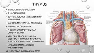 THYMUS
• BIRINCIL LENFOID ORGANDIR
• T HUCRESI URETIR
• BOYNUN ALT, UST MEDIASTENIN ÖN
KISMINDADIR
• MANIBRIUM STERNI’NIN ARKASINDA
• PERIKARDIN ÖNUNDEDIR
• PUBERTE SONRASI YERINI YAG
DOKUYA BIRAKIR
• VENLERI V.BRACHICEPHALICA
SINISTRA, THORACICA INTERNA VE
V.THYROIDEA INFERIOR’DA SONLANIR
• LENFATIK DAMARLARI NODI
PARASTERNALES
VE NODI TRACHEOBRONCHIALES’TE
 