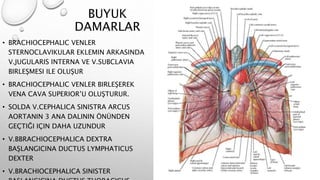 BUYUK
DAMARLAR
• BRACHIOCEPHALIC VENLER
STERNOCLAVIKULAR EKLEMIN ARKASINDA
V.JUGULARIS INTERNA VE V.SUBCLAVIA
BIRLEŞMESI ILE OLUŞUR
• BRACHIOCEPHALIC VENLER BIRLEŞEREK
VENA CAVA SUPERIOR’U OLUŞTURUR.
• SOLDA V.CEPHALICA SINISTRA ARCUS
AORTANIN 3 ANA DALININ ÖNÜNDEN
GEÇTIĞI IÇIN DAHA UZUNDUR
• V.BBRACHIOCEPHALICA DEXTRA
BAŞLANGICINA DUCTUS LYMPHATICUS
DEXTER
• V.BRACHIOCEPHALICA SINISTER
 