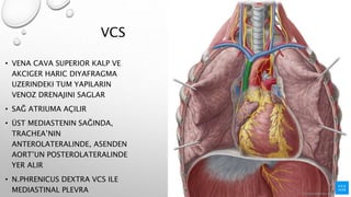 VCS
• VENA CAVA SUPERIOR KALP VE
AKCIGER HARIC DIYAFRAGMA
UZERINDEKI TUM YAPILARIN
VENOZ DRENAJINI SAGLAR
• SAĞ ATRIUMA AÇILIR
• ÜST MEDIASTENIN SAĞINDA,
TRACHEA’NIN
ANTEROLATERALINDE, ASENDEN
AORT’UN POSTEROLATERALINDE
YER ALIR
• N.PHRENICUS DEXTRA VCS ILE
MEDIASTINAL PLEVRA
 
