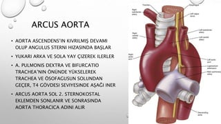 ARCUS AORTA
• AORTA ASCENDENS’IN KIVRILMIŞ DEVAMI
OLUP ANGULUS STERNI HIZASINDA BAŞLAR
• YUKARI ARKA VE SOLA YAY ÇIZEREK ILERLER
• A. PULMONIS DEXTRA VE BIFURCATIO
TRACHEA’NIN ÖNÜNDE YÜKSELEREK
TRACHEA VE ÖSOFAGUSUN SOLUNDAN
GEÇER, T4 GÖVDESI SEVIYESINDE AŞAĞI INER
• ARCUS AORTA SOL 2. STERNOKOSTAL
EKLEMDEN SONLANIR VE SONRASINDA
AORTA THORACICA ADINI ALIR
 