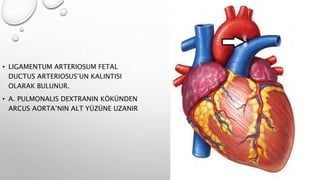 • LIGAMENTUM ARTERIOSUM FETAL
DUCTUS ARTERIOSUS’UN KALINTISI
OLARAK BULUNUR.
• A. PULMONALIS DEXTRANIN KÖKÜNDEN
ARCUS AORTA’NIN ALT YÜZÜNE UZANIR
 