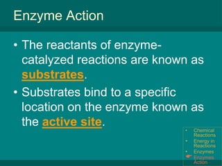 Enzymes