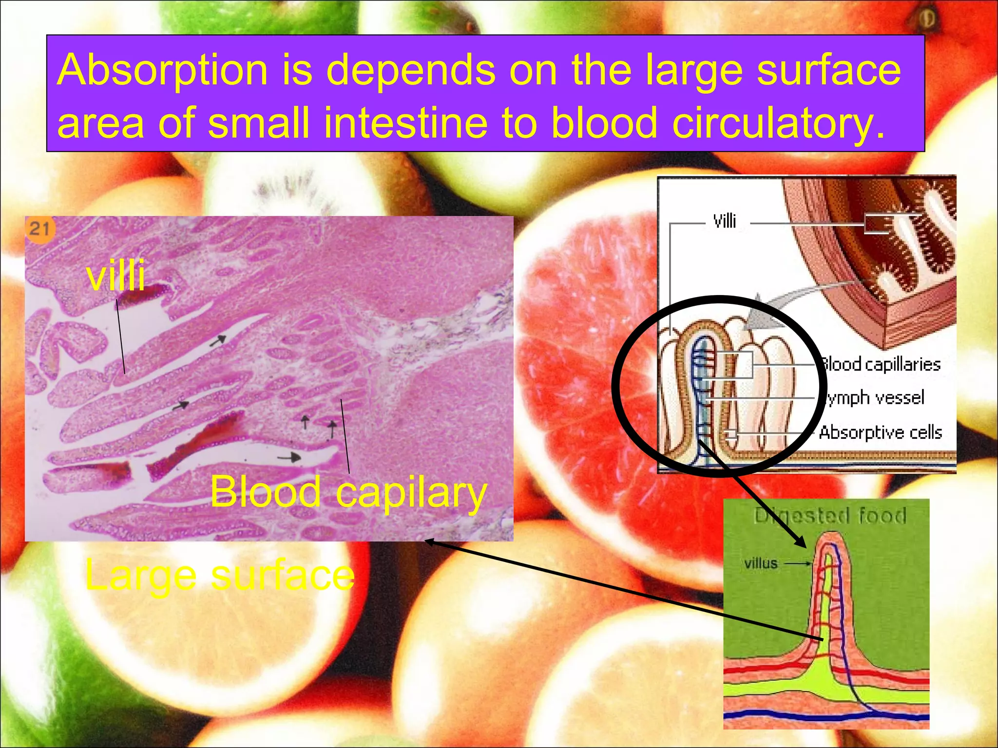 Absorption is depends on the large surface
area of small intestine to blood circulatory.


 villi



         Blood capilary
 Large surface
 