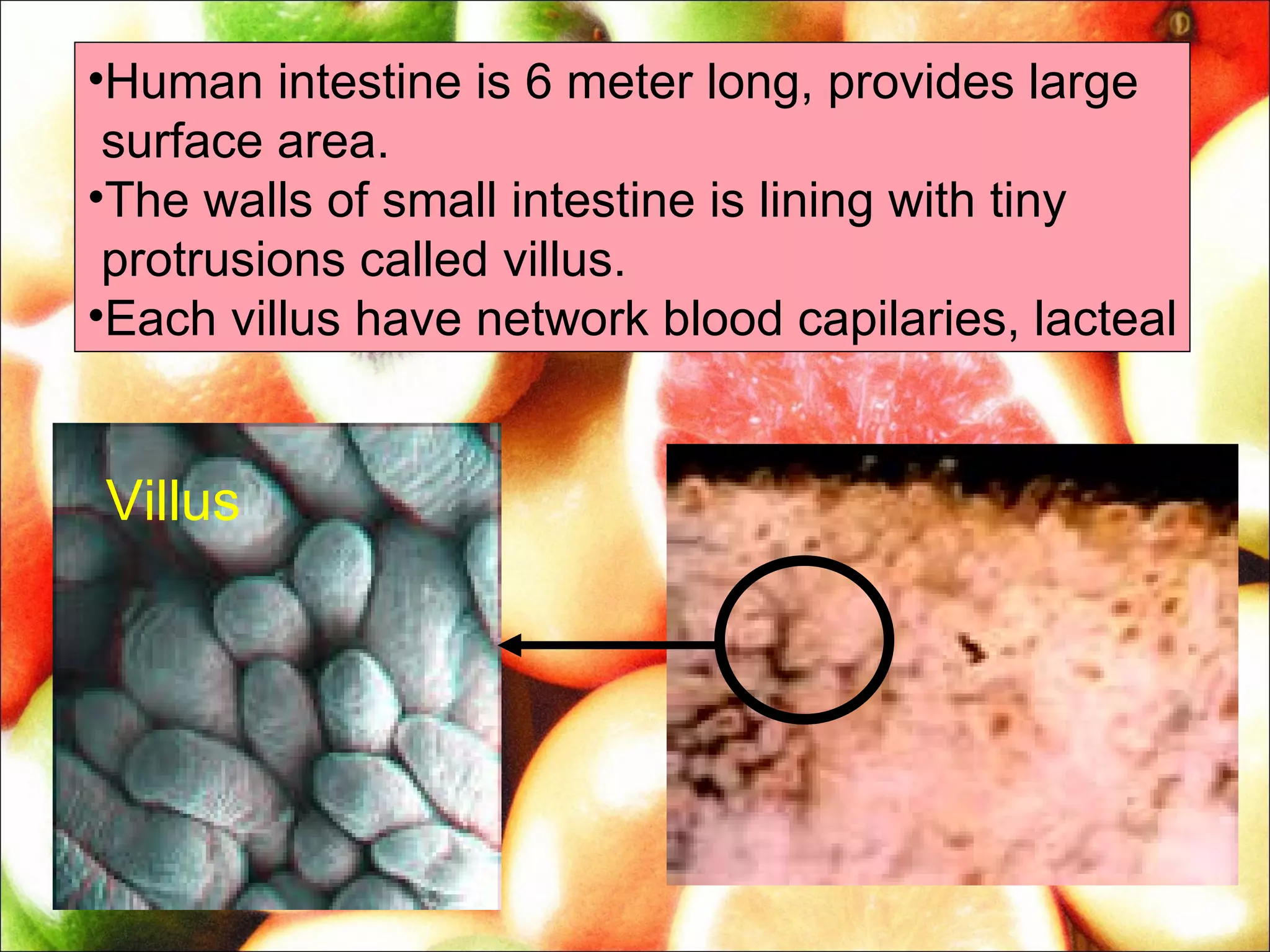 •Human intestine is 6 meter long, provides large
 surface area.
•The walls of small intestine is lining with tiny
 protrusions called villus.
•Each villus have network blood capilaries, lacteal


Villus
 