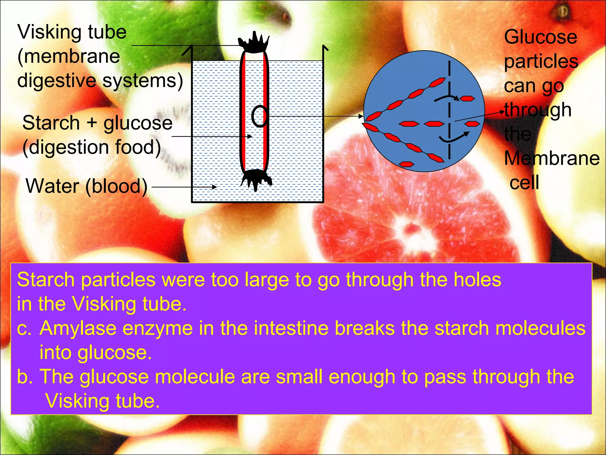 Visking tube                                         Glucose
(membrane                                            particles
digestive systems)                                   can go
                                                     through
Starch + glucose
                                                     the
(digestion food)
                                                     Membrane
Water (blood)                                         cell



Starch particles were too large to go through the holes
in the Visking tube.
c. Amylase enzyme in the intestine breaks the starch molecules
   into glucose.
b. The glucose molecule are small enough to pass through the
    Visking tube.
 