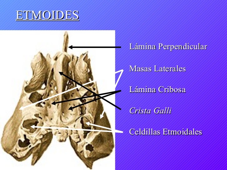 2.4 cabeza