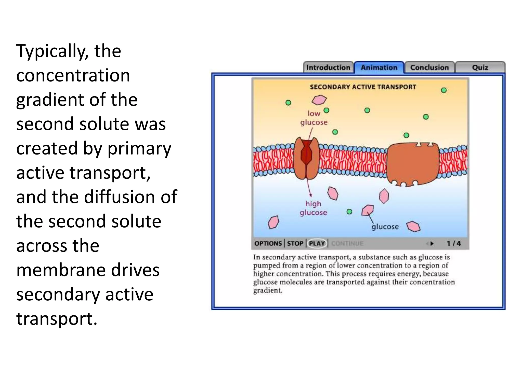 IB Biology Core 2.4: Cell Membranes | PPTX