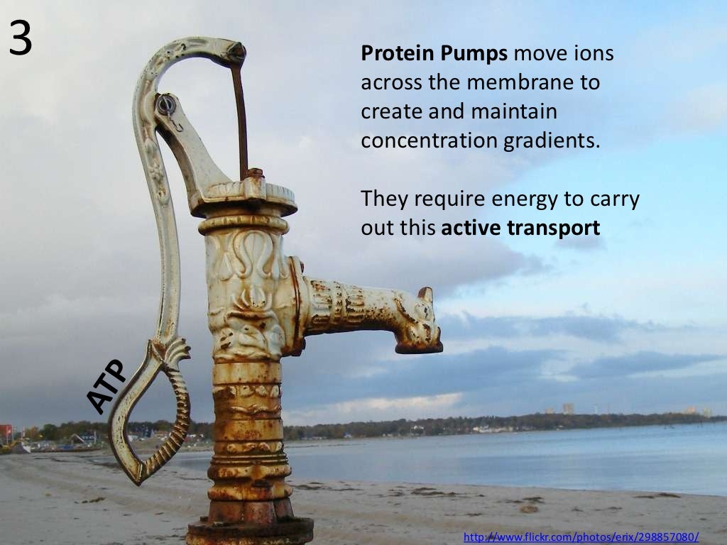 3 Protein Pumps move ions