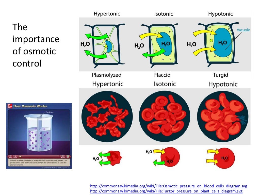 The importance of osmotic control