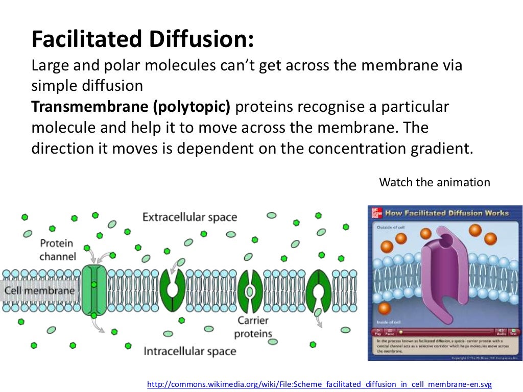 Facilitated DiffusionLarge and polar molecules