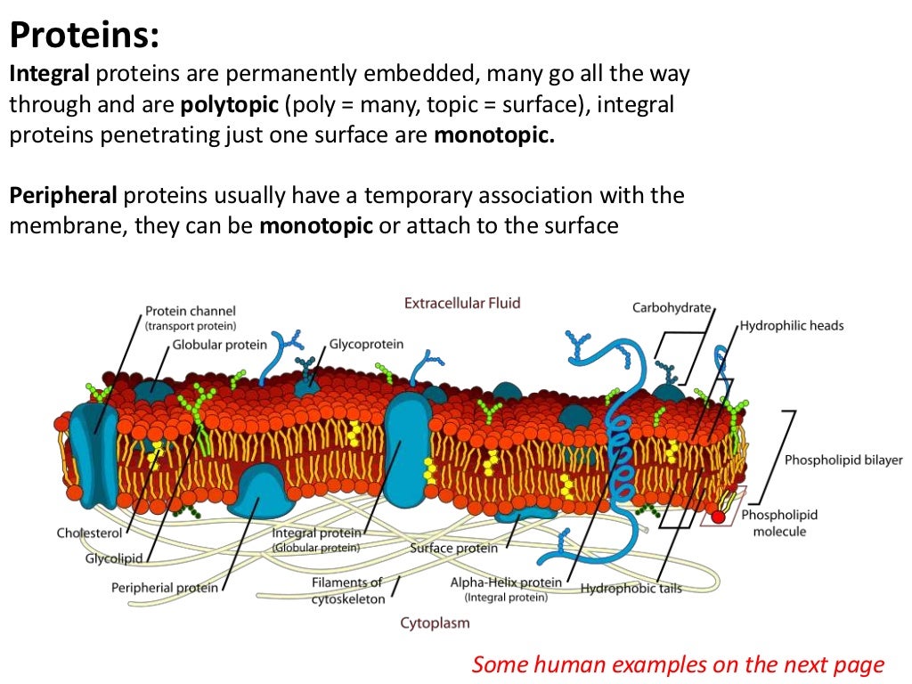 Proteins Integral proteins are permanently