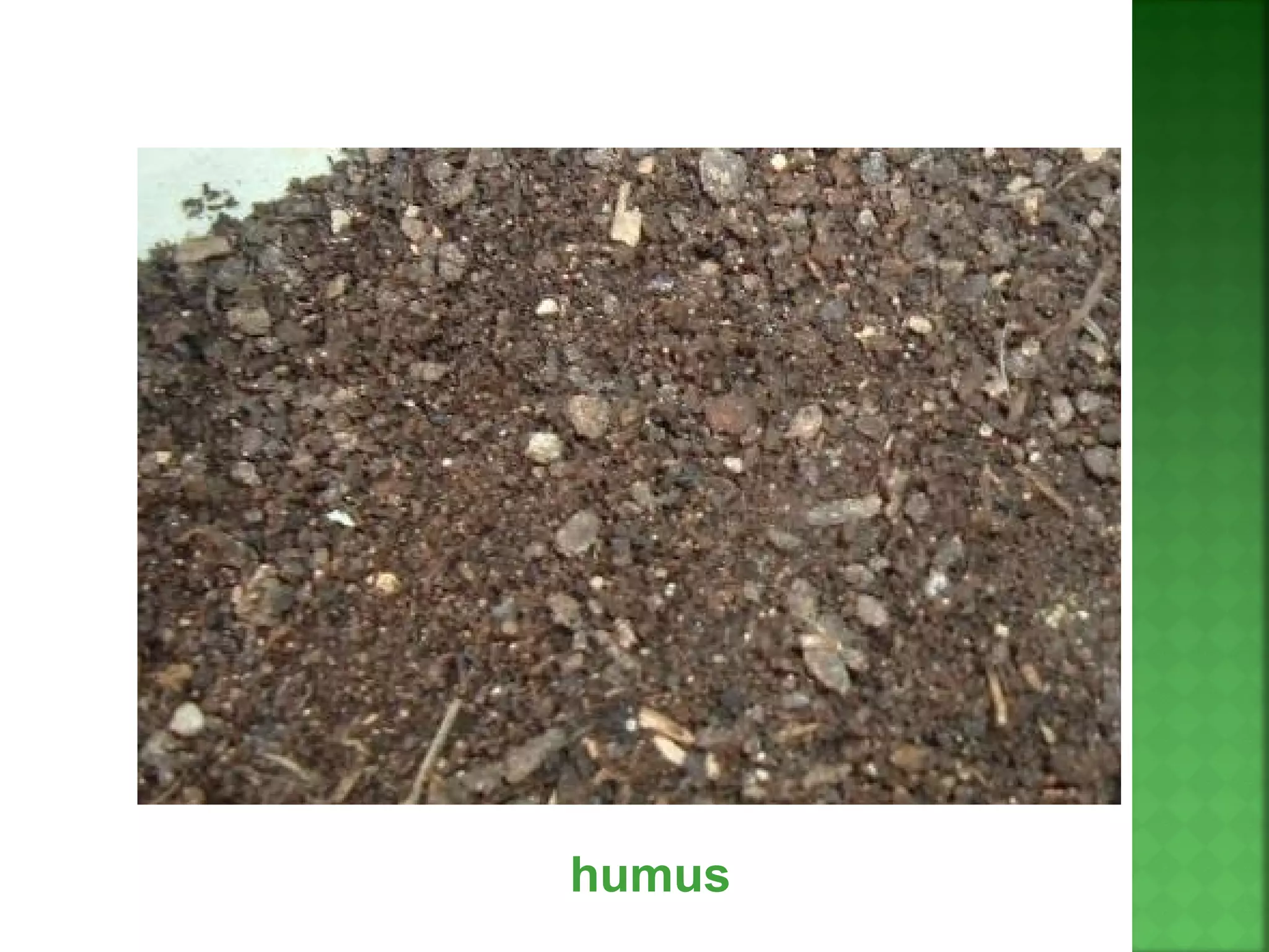 humus
 