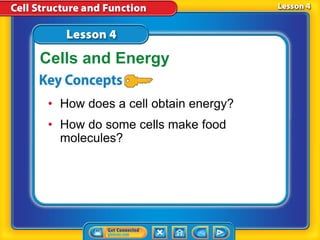 • How does a cell obtain energy?
• How do some cells make food
molecules?
Cells and Energy
 