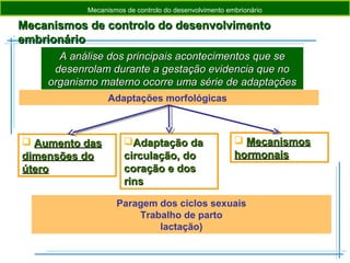 Mecanismos de controlo do desenvolvimentoMecanismos de controlo do desenvolvimento
embrionárioembrionário
A análise dos principais acontecimentos que seA análise dos principais acontecimentos que se
desenrolam durante a gestação evidencia que nodesenrolam durante a gestação evidencia que no
organismo materno ocorre uma série de adaptaçõesorganismo materno ocorre uma série de adaptações
Mecanismos de controlo do desenvolvimento embrionário
Paragem dos ciclos sexuais
Trabalho de parto
lactação)
Adaptações morfológicas
 Aumento dasAumento das
dimensões dodimensões do
úteroútero
Adaptação daAdaptação da
circulação, docirculação, do
coração e doscoração e dos
rinsrins
 MecanismosMecanismos
hormonaishormonais
 