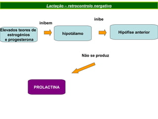 Elevados teores de
estrogénios
e progesterona
hipotálamo Hipófise anterior
PROLACTINA
inibem
inibe
Não se produz
Lactação – retrocontrolo nergativo
 