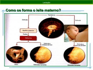 Como se forma o leite materno?Como se forma o leite materno?
Introdução Pigmentos Fotossintéticos Etapas da Fotossíntese SínteseIntrodução Factores de Metamorfismo Rochas Metamórficas SínteseLactação
 