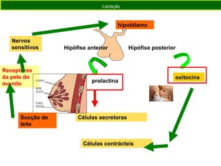 hipotálamo
Hipófise anterior
oxitocina
Células contrácteis
Receptores
da pele do
mamilo
Lactação
Hipófise posterior
prolactina
Células secretorasSucção de
leite
Nervos
sensitivos
 