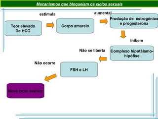 Teor elevado
De HCG
Corpo amarelo
Produção de estrogénios
e progesterona
Complexo hipotálamo-
hipófise
Novo ciclo ovárico
estimula aumentai
inibem
Não se liberta
FSH e LH
Não ocorre
Mecanismos que bloqueiam os ciclos sexuais
 