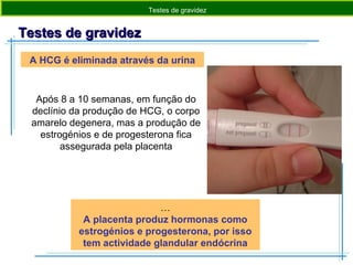 Testes de gravidezTestes de gravidez
A HCG é eliminada através da urina
…
A placenta produz hormonas como
estrogénios e progesterona, por isso
tem actividade glandular endócrina
Testes de gravidez
Após 8 a 10 semanas, em função do
declínio da produção de HCG, o corpo
amarelo degenera, mas a produção de
estrogénios e de progesterona fica
assegurada pela placenta
 