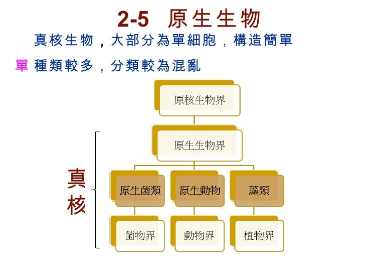 2 5 原生生物 2 5 原生生物