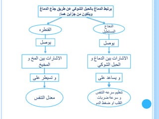 ‫ال‬ ‫جذع‬ ‫طريق‬ ‫عن‬ ‫الشوكي‬ ‫بالحبل‬ ‫الدماغ‬ ‫يرتبط‬‫دماغ‬
‫هما‬ ‫جزأين‬ ‫من‬ ‫ويتكون‬:
‫النخاع‬
‫المستطيل‬‫القنطره‬
‫يوصل‬
‫و‬ ‫الدماغ‬ ‫بين‬ ‫االشارات‬
‫الشوكي‬ ‫الحبل‬
‫على‬ ‫يساعد‬ ‫و‬
‫التن‬ ‫سرعه‬ ‫تنظيم‬‫فس‬
‫ضربات‬ ‫سرعة‬ ‫و‬
‫الد‬ ‫ضغط‬ ‫او‬ ‫القلب‬‫م‬
‫و‬ ‫المخ‬ ‫بين‬ ‫االشارات‬
‫المخيخ‬
‫على‬ ‫تسيطر‬ ‫و‬
‫التنفس‬ ‫معدل‬
 