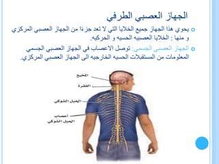 ‫الطرفي‬ ‫العصبي‬ ‫الجهاز‬
‫المر‬ ‫العصبي‬ ‫الجهاز‬ ‫من‬ ‫ا‬ً‫ء‬‫جز‬ ‫تعد‬ ‫ال‬ ‫التي‬ ‫الخاليا‬ ‫جميع‬ ‫الجهاز‬ ‫هذا‬ ‫يحوي‬‫كزي‬
‫منها‬ ‫و‬:‫الخاليا‬‫العصبيه‬‫و‬ ‫الحسيه‬‫الحركيه‬.
‫الجسمي‬ ‫العصبي‬ ‫الجهاز‬:‫الجسمي‬ ‫العصبي‬ ‫الجهاز‬ ‫في‬ ‫االعصاب‬ ‫توصل‬
‫الحسيه‬ ‫المستقبالت‬ ‫من‬ ‫المعلومات‬‫الخارجيه‬‫المركز‬ ‫العصبي‬ ‫الجهاز‬ ‫الى‬‫ي‬.
 