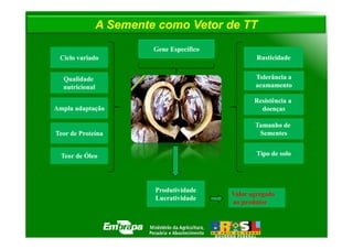A Semente como Vetor de TT
                         Gene Específico
 Ciclo variado                                     Rusticidade


  Qualidade                                       Tolerância a
  nutricional                                     acamamento

                                                  Resistência a
Ampla adaptação                                     doenças

                                                  Tamanho de
Teor de Proteína                                   Sementes


  Teor de Óleo                                     Tipo de solo




                         Produtividade
                                           Valor agregado
                         Lucratividade
                                           ao produtor
 