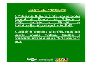 CULTIVARES – Normas Gerais

A Proteção de Cultivares é feita junto ao Serviço
Nacional     de    Proteção    de    Cultivares  -
SNPC,       vinculado      ao     Ministério    da
Agricultura, Pecuária e Abastecimento - MAPA.

A vigência da proteção é de 15 anos, exceto para
videiras,   árvores   frutíferas,  florestais  e
ornamentais, para os quais a proteção será de 18
anos.
 