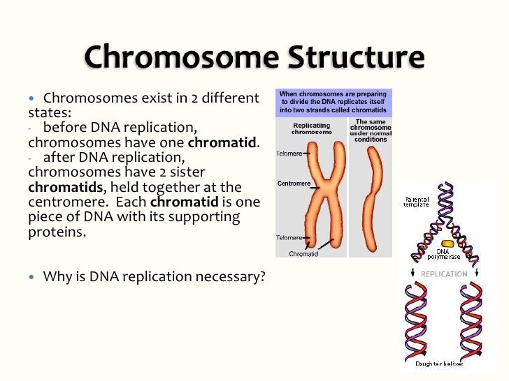 2.5 Cell Cycle and Mitosis PPT