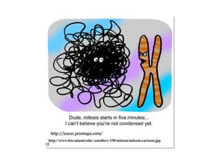 2 5celldivision-091202052146-phpapp02