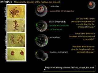 2 5celldivision-091202052146-phpapp02