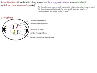 2 5celldivision-091202052146-phpapp02