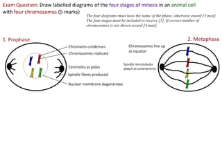 2 5celldivision-091202052146-phpapp02
