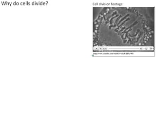 2 5celldivision-091202052146-phpapp02
