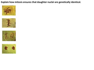 Explain how mitosis ensures that daughter nuclei are genetically identical.
 