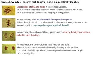 Explain how mitosis ensures that daughter nuclei are genetically identical.
 