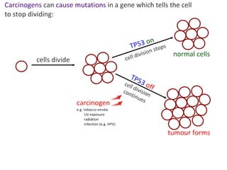 2 5celldivision-091202052146-phpapp02