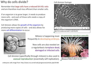 2 5celldivision-091202052146-phpapp02