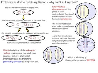 2 5celldivision-091202052146-phpapp02