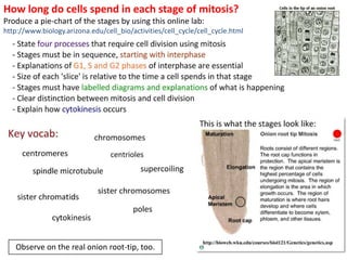 How long do cells spend in each stage of mitosis?
Produce a pie-chart of the stages by using this online lab:
http://www.biology.arizona.edu/cell_bio/activities/cell_cycle/cell_cycle.html
Observe on the real onion root-tip, too.
 