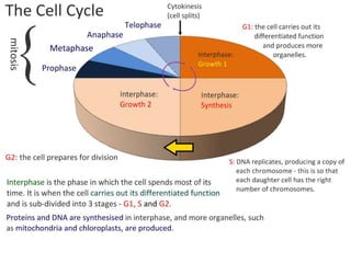 2 5celldivision-091202052146-phpapp02